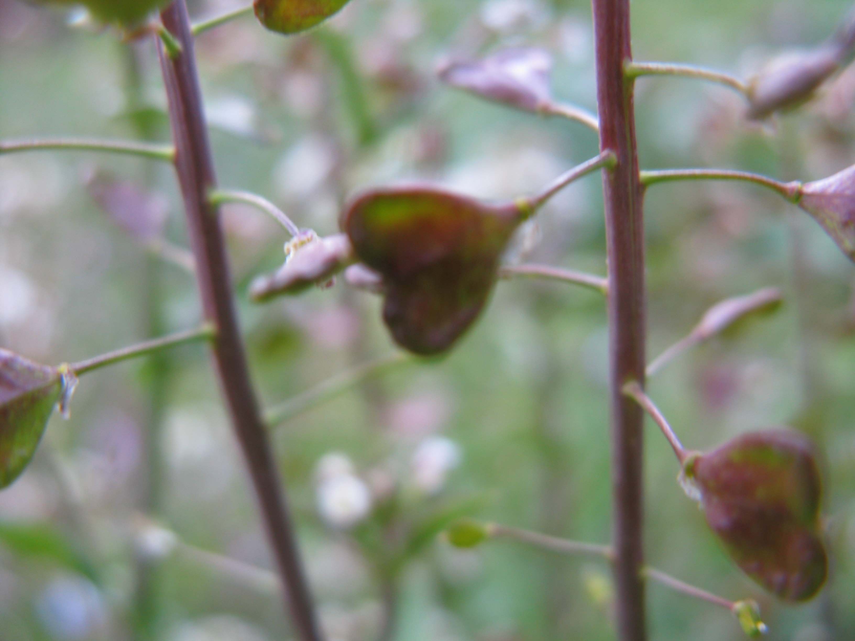 senza foto - Capsella bursa-pastoris